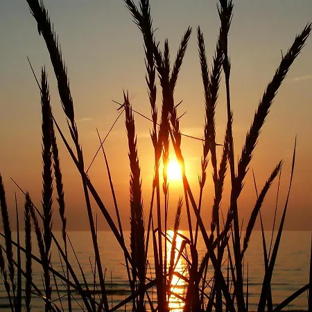 Seestern * Vitte